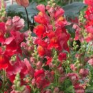 1000 Defiance Snapdragon Seeds Fresh Seeds Fast Shipping