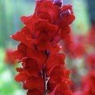 1000 Giant Scarlet Snapdragon Seeds Fresh Seeds Fast Shipping