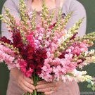 1000 Johnny'S Potomac Summer Berry Blend Snapdragon Seeds Fresh Seeds Fast Shipping