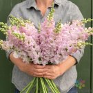 1000 Legend Light Pink Snapdragon Seeds Fresh Seeds Fast Shipping