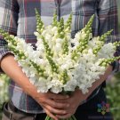 1000 Legend White Snapdragon Seeds Fresh Seeds Fast Shipping