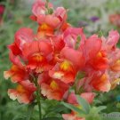 1000 Liberty Scarlet Snapdragon Seeds Fresh Seeds Fast Shipping