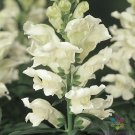 1000 Liberty White Snapdragon Seeds Fresh Seeds Fast Shipping