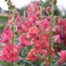 1000 Madame Butterfly Bronze Cherry Snapdragon Seeds Fresh Seeds Fast Shipping