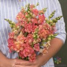 1000 Madame Butterfly Bronze With White Snapdragon Seeds Fresh Seeds Fast Shipping