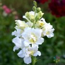 1000 Madame Butterfly Ivory Snapdragon Seeds Fresh Seeds Fast Shipping