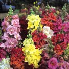 1000 Madame Butterfly Mix Snapdragon Seeds Fresh Seeds Fast Shipping
