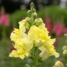 1000 Madame Butterfly Yellow Snapdragon Seeds Fresh Seeds Fast Shipping