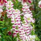 1000 Maryland Plumblossom Snapdragon Seeds Fresh Seeds Fast Shipping