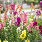 1000 Maximum Mix Snapdragon Seeds Fresh Seeds Fast Shipping