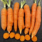 1000 Mokum Carrot Seeds Fresh Seeds Fast Shipping