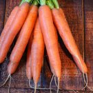 1000 Nantes Carrot Seeds Fresh Seeds Fast Shipping