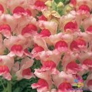 1000 Opus Appleblossom Snapdragon Seeds Fresh Seeds Fast Shipping
