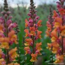 1000 Opus Early Bronze Snapdragon Seeds Fresh Seeds Fast Shipping
