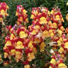 1000 Oriental Lantern Snapdragon Seeds Fresh Seeds Fast Shipping