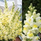 1000 Orleans Early Lemon Yellow Snapdragon Seeds Fresh Seeds Fast Shipping