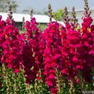 1000 Potomac Red Snapdragon Seeds Fresh Seeds Fast Shipping