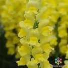 1000 Potomac Yellow Snapdragon Seeds Fresh Seeds Fast Shipping