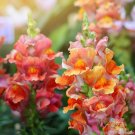 1000 Rocket Bronze Snapdragon Seeds Fresh Seeds Fast Shipping