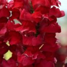1000 Rocket Cherry Snapdragon Seeds Fresh Seeds Fast Shipping