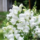1000 Royal Bride Snapdragon Seeds Fresh Seeds Fast Shipping