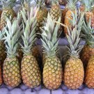 15 Abacaxi Pineapple Seeds Fresh Seeds Fast Shipping