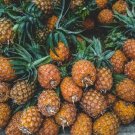 15 Brecheche Pineapple Seeds Fresh Seeds Fast Shipping