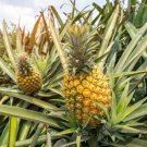 15 Mauritius Pineapple Seeds Fresh Seeds Fast Shipping