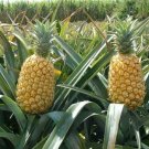 15 Queen Pineapple Seeds Fresh Seeds Fast Shipping