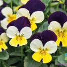 200 Admire Lemon Purple Wing Pansy Viola Seeds Fresh Seeds Fast Shipping