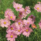 200 Apricotta Cosmos Seeds Fresh Seeds Fast Shipping
