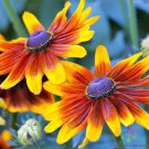 200 Autumnest Rudbeckia Seeds Fresh Seeds Fast Shipping