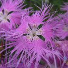 200 Bearded Pink Shades Carnation Seeds Fresh Seeds Fast Shipping