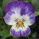 200 Bel Viso Blueberry Swirl Pansy Viola Seeds Fresh Seeds Fast Shipping