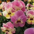 200 Bel Viso Pineapple Crush Pansy Viola Seeds Fresh Seeds Fast Shipping