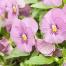 200 Bel Viso Soft Pink Pansy Viola Seeds Fresh Seeds Fast Shipping