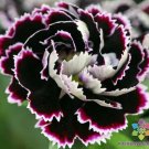 200 Black & White Chianti Carnation Seeds Fresh Seeds Fast Shipping