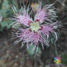 200 Broteros Pink Carnation Seeds Fresh Seeds Fast Shipping