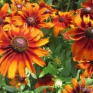 200 Cappuccino Rudbeckia Seeds Fresh Seeds Fast Shipping
