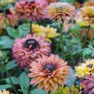 200 Caramel Mix Rudbeckia Seeds Fresh Seeds Fast Shipping