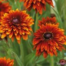 200 Cherokee Sunset Rudbeckia Seeds Fresh Seeds Fast Shipping