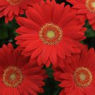 200 Deep Red Gerbera Daisy Seeds Fresh Seeds Fast Shipping