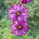 200 Double Click Double Violet Cosmos Seeds Fresh Seeds Fast Shipping
