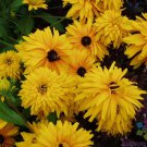 200 Double Golden Gloriosa Rudbeckia Seeds Fresh Seeds Fast Shipping