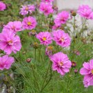 200 Fizzy Pink Cosmos Seeds Fresh Seeds Fast Shipping