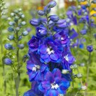 200 Guardian Blue Delphinium Seeds Fresh Seeds Fast Shipping