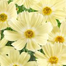 200 Lemonade Cosmos Seeds Fresh Seeds Fast Shipping