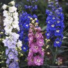 200 Magic Fountains Mix Delphinium Seeds Fresh Seeds Fast Shipping