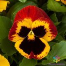 200 Majestic Giants Fire With Blotch Pansy Viola Seeds Fresh Seeds Fast Shipping