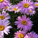 200 Purple Painted Daisy Seeds Fresh Seeds Fast Shipping